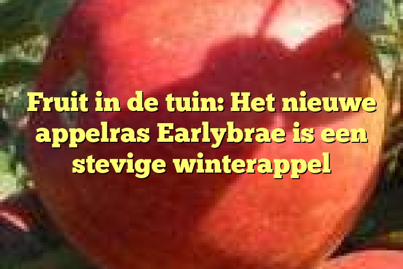 Fruit in de tuin: Het nieuwe appelras Earlybrae is een stevige winterappel